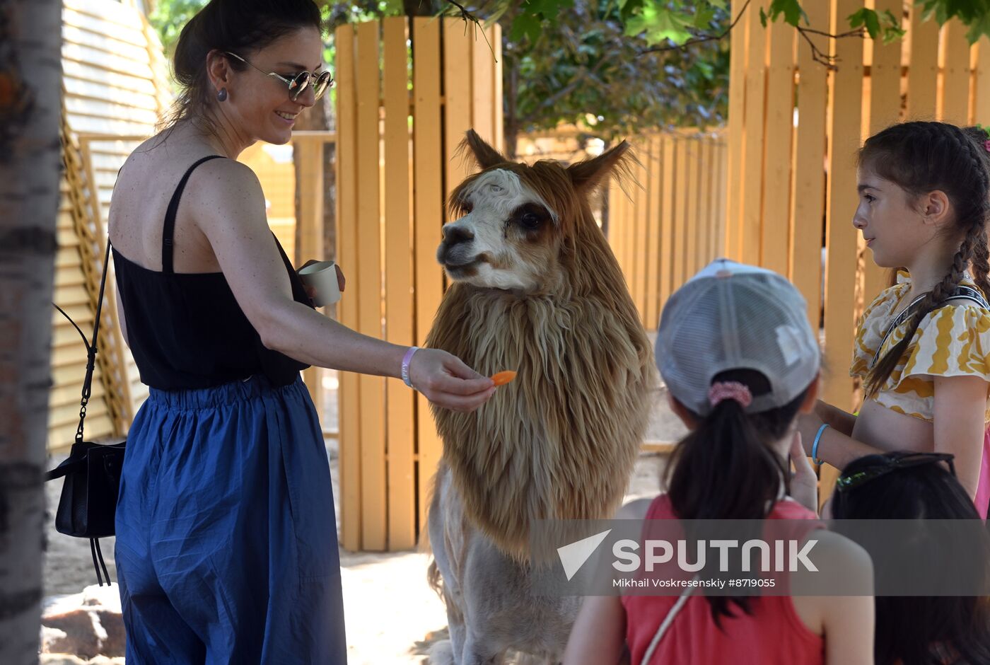 Russia Zoo Alpacas