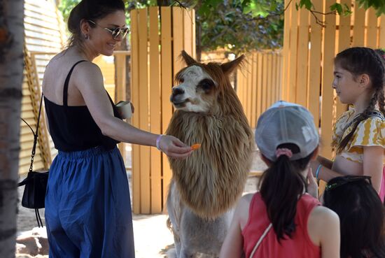 Russia Zoo Alpacas