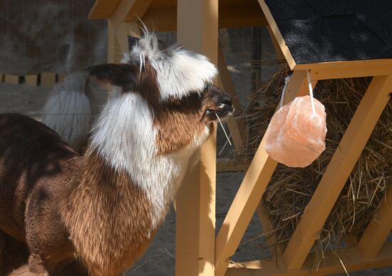 Russia Zoo Alpacas