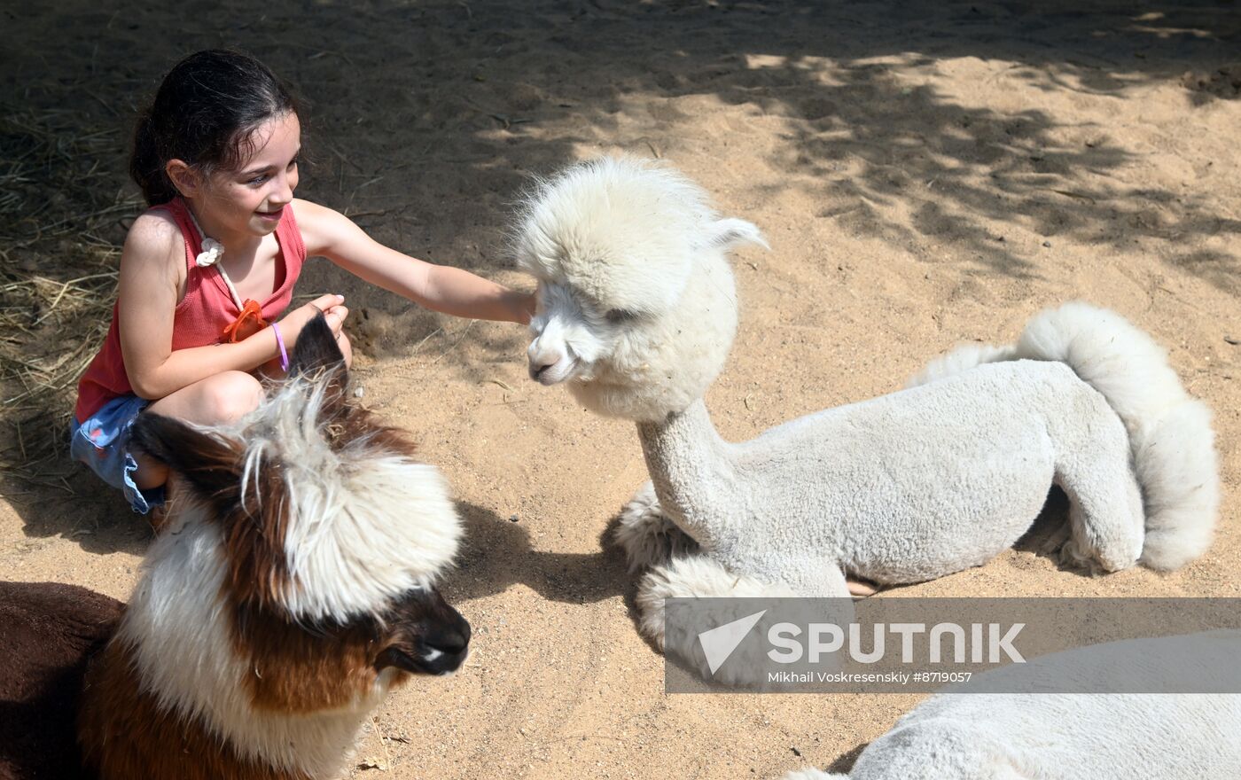 Russia Zoo Alpacas