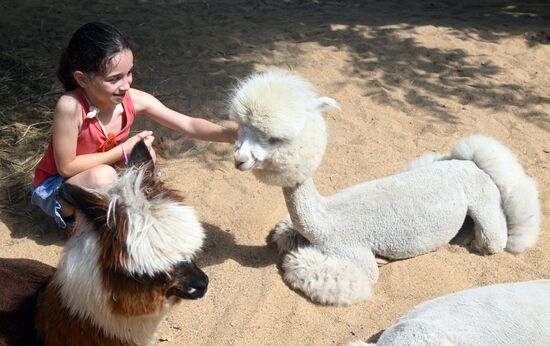 Russia Zoo Alpacas