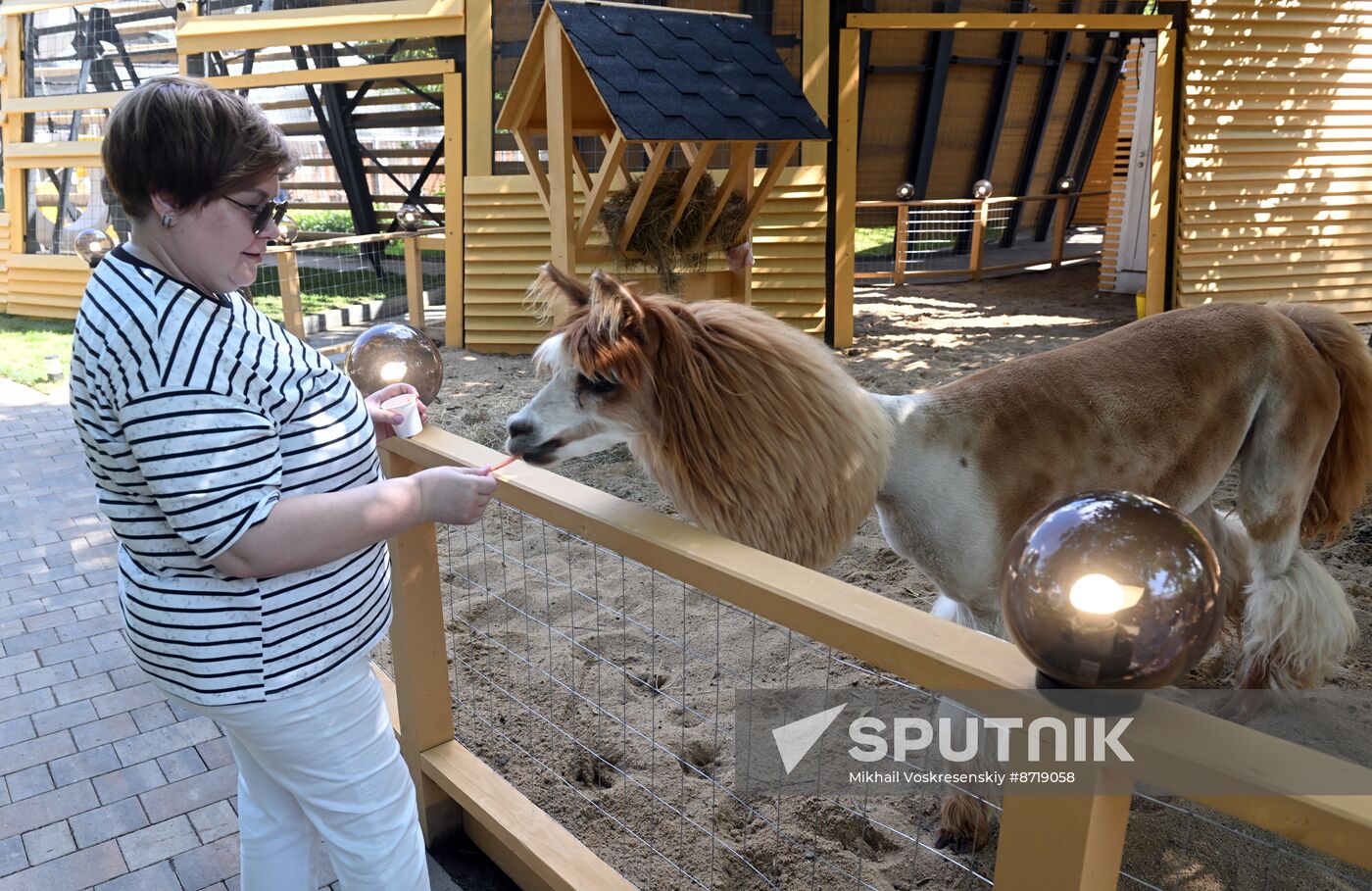 Russia Zoo Alpacas