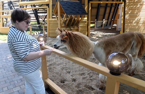 Russia Zoo Alpacas