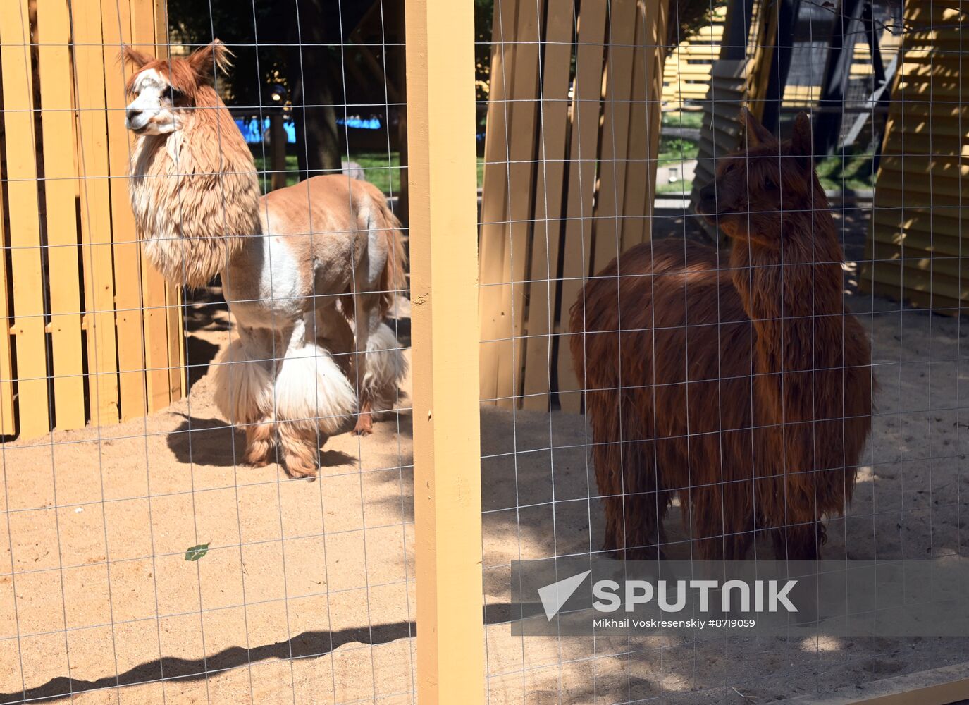 Russia Zoo Alpacas