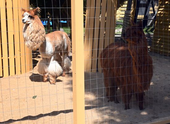 Russia Zoo Alpacas