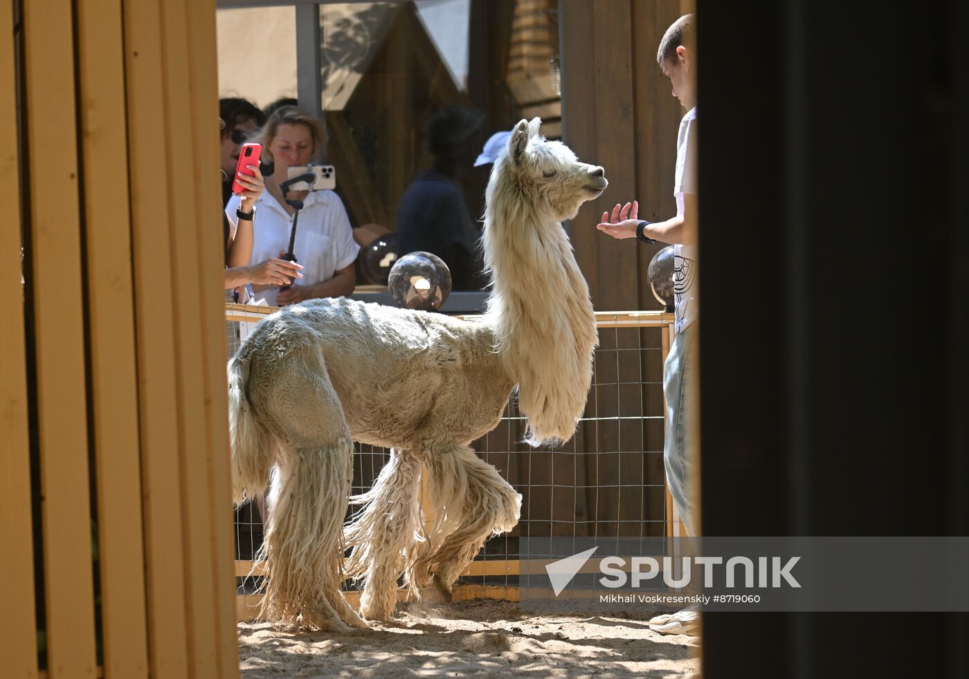 Russia Zoo Alpacas