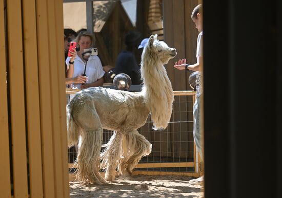 Russia Zoo Alpacas