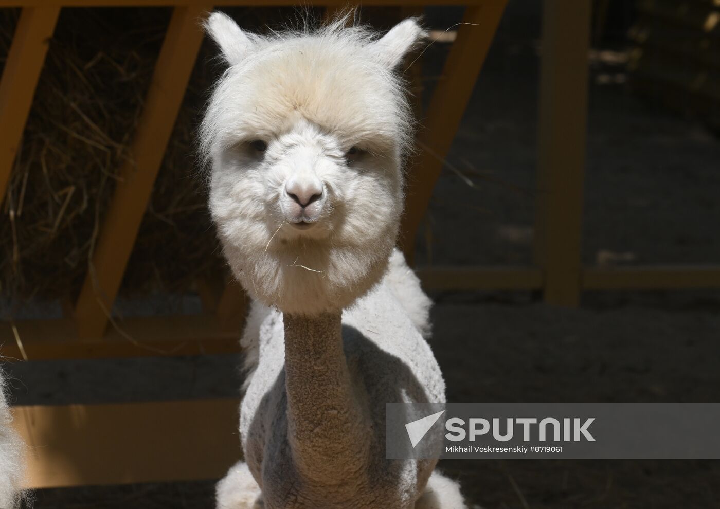 Russia Zoo Alpacas