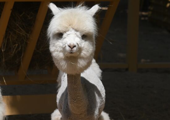 Russia Zoo Alpacas