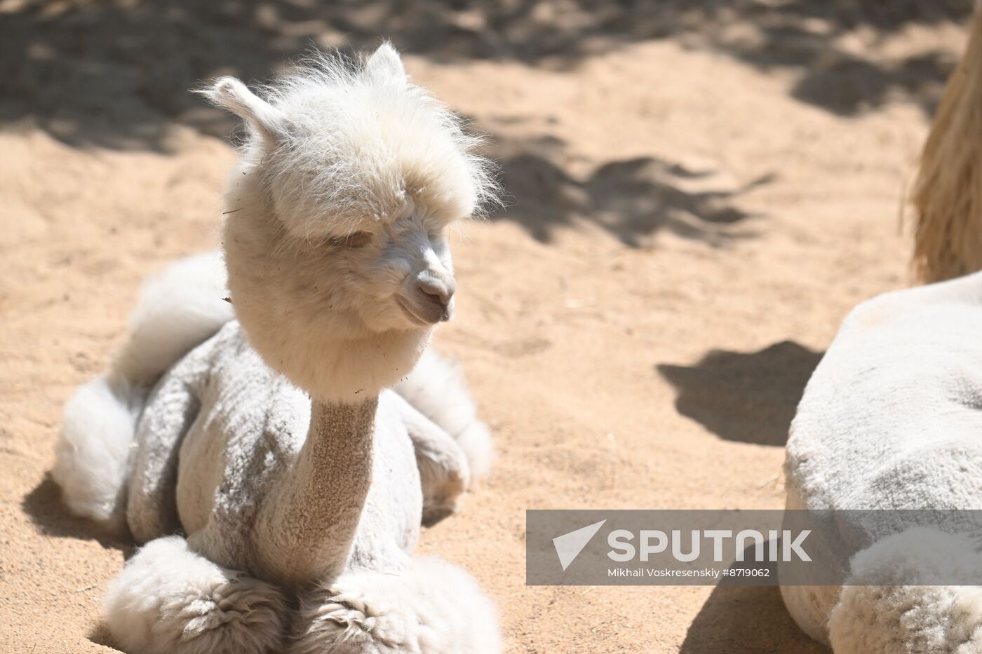 Russia Zoo Alpacas