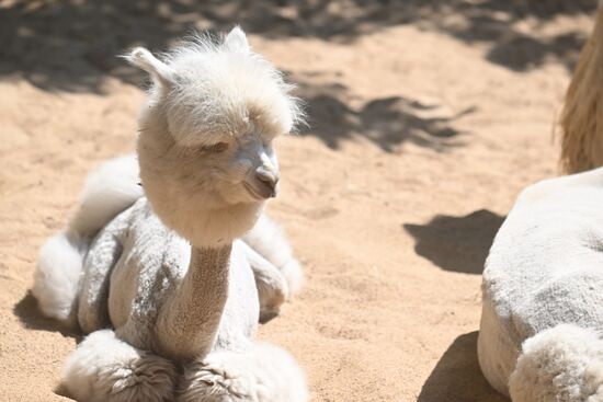 Russia Zoo Alpacas