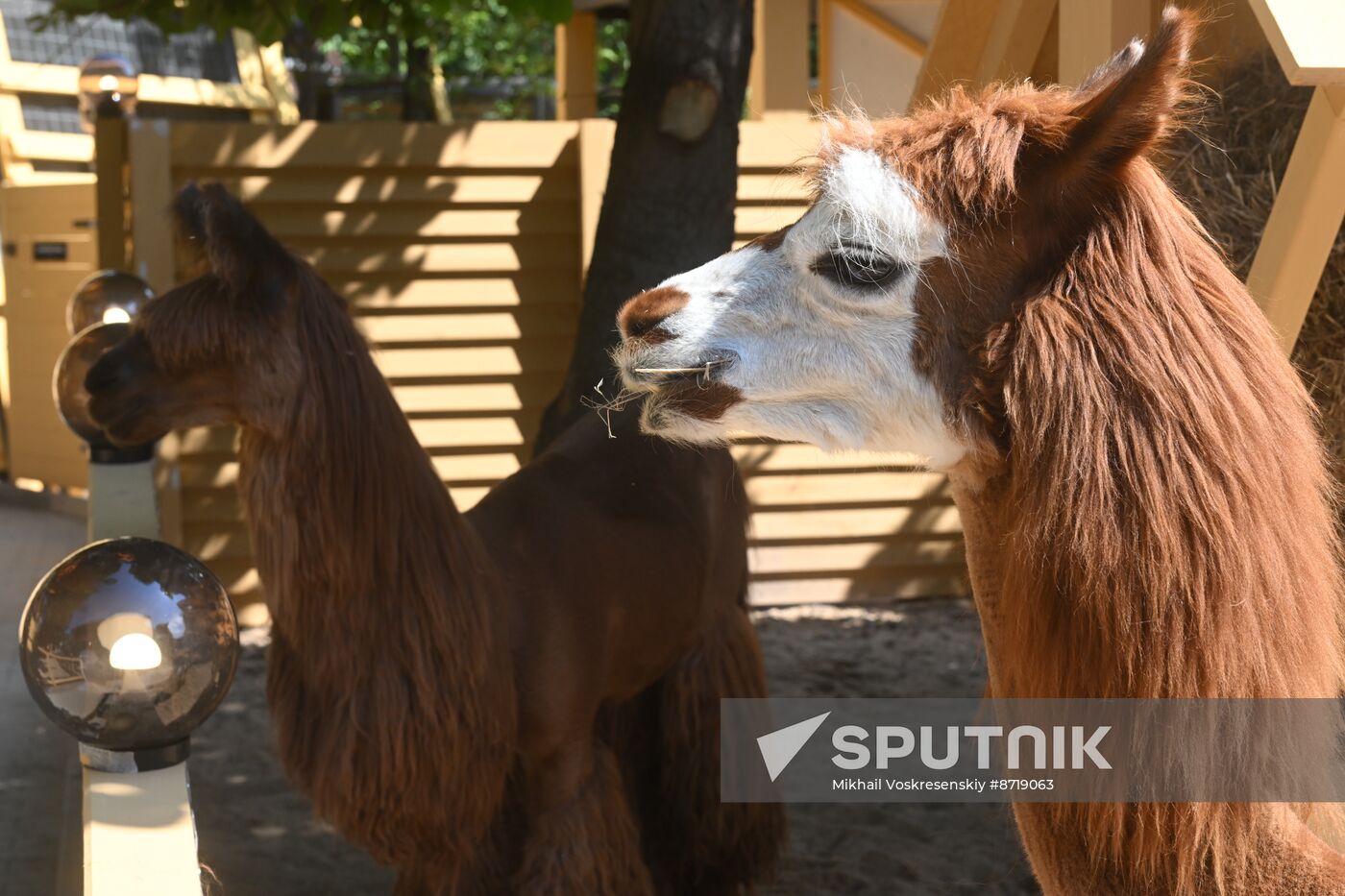 Russia Zoo Alpacas