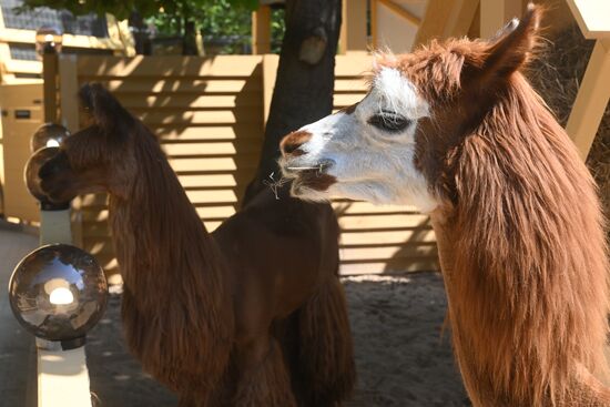 Russia Zoo Alpacas