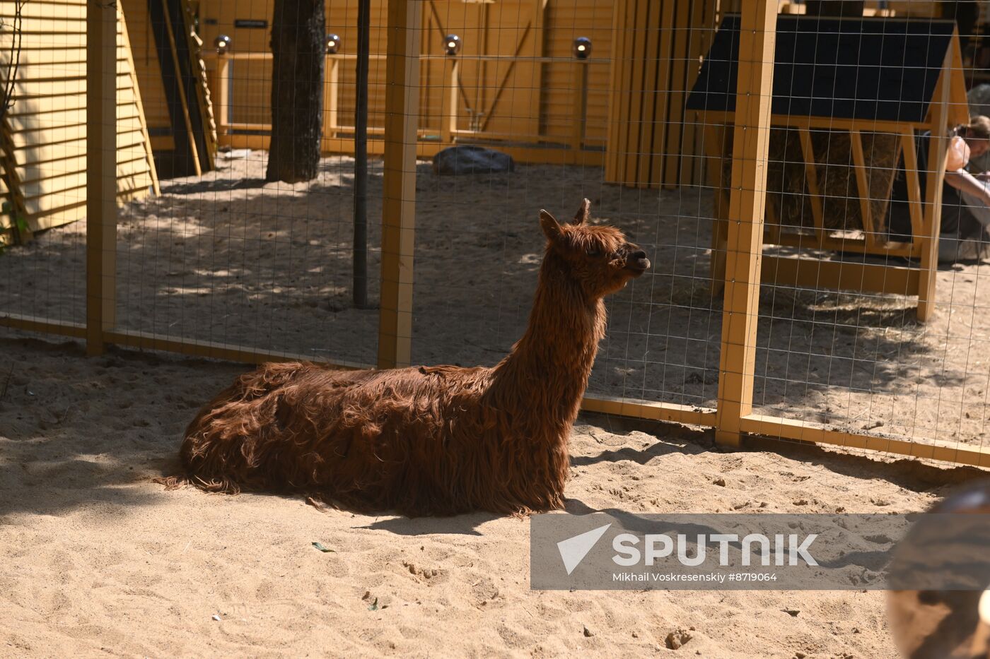 Russia Zoo Alpacas