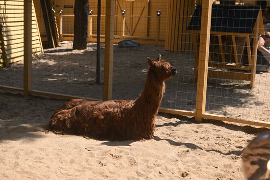 Russia Zoo Alpacas