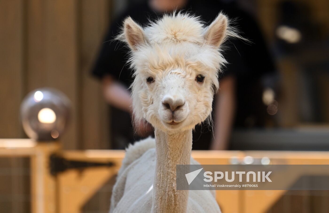 Russia Zoo Alpacas