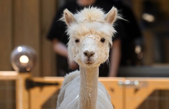 Russia Zoo Alpacas