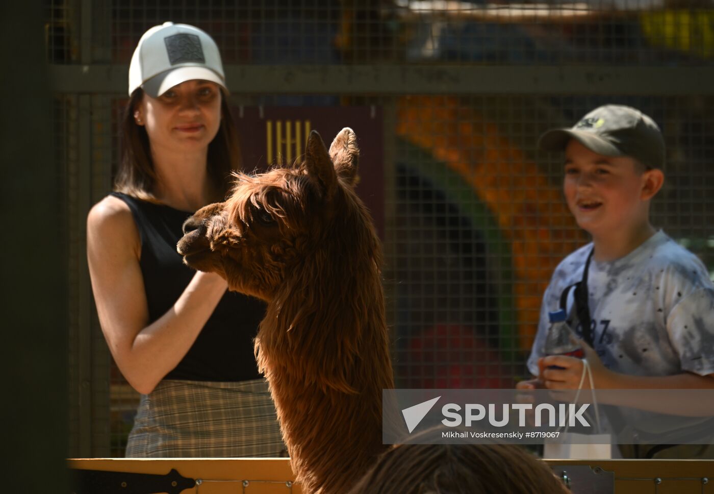 Russia Zoo Alpacas