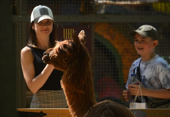 Russia Zoo Alpacas