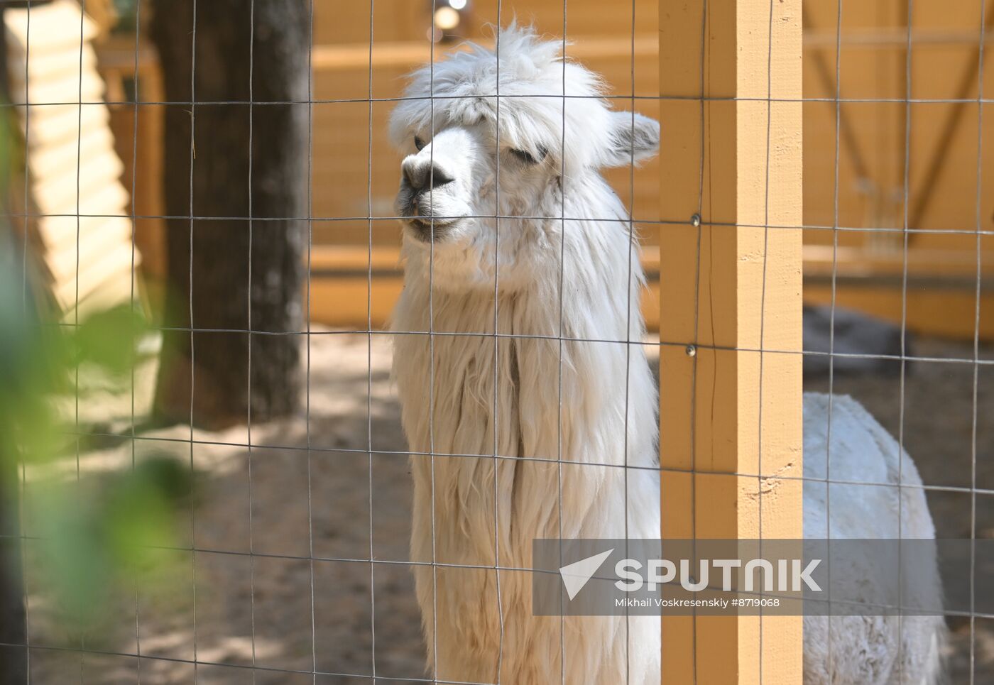 Russia Zoo Alpacas