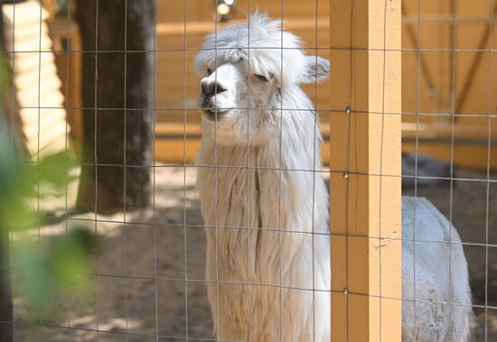 Russia Zoo Alpacas