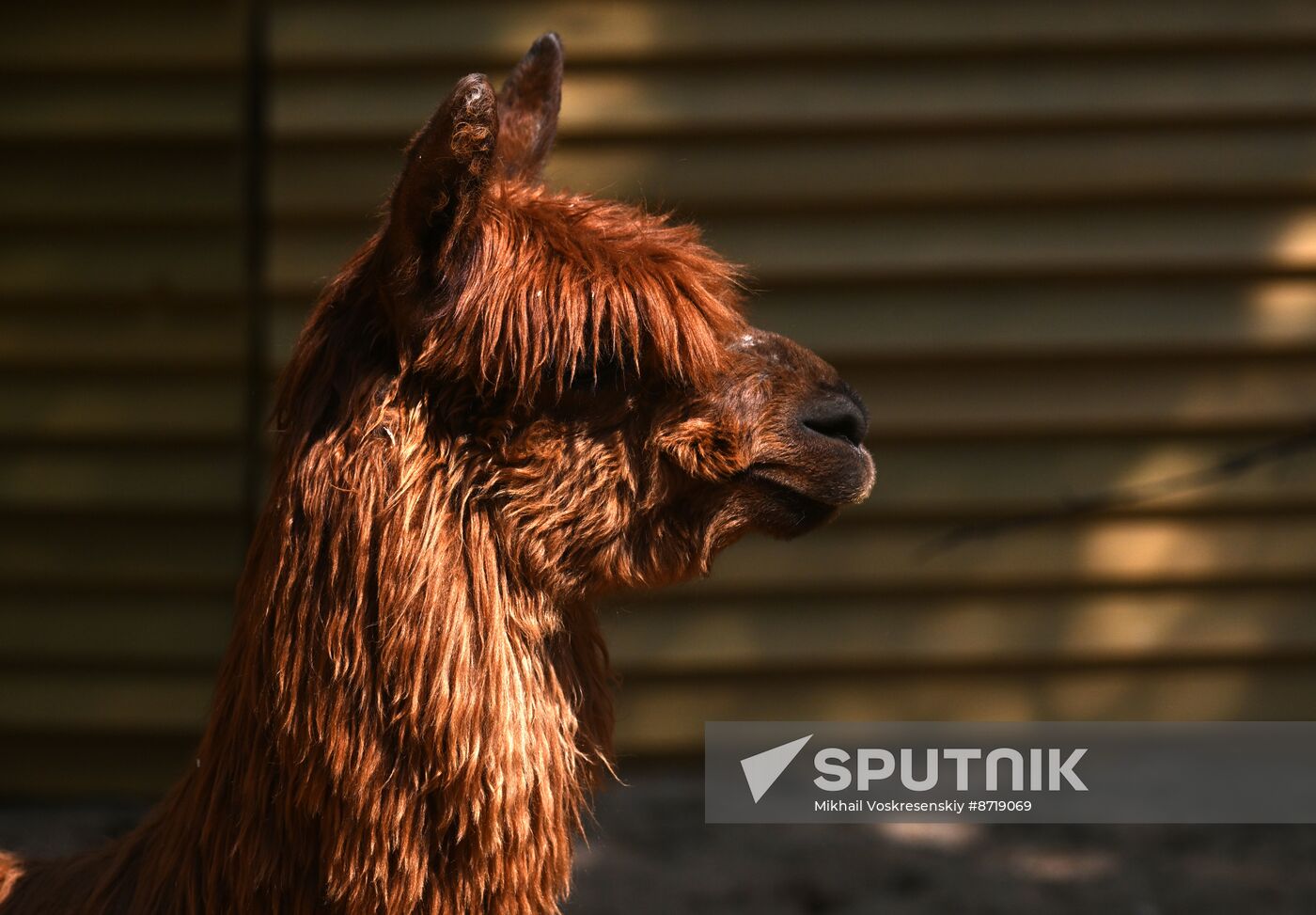 Russia Zoo Alpacas