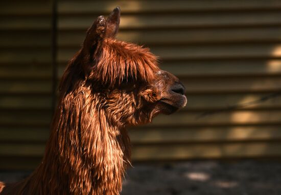 Russia Zoo Alpacas