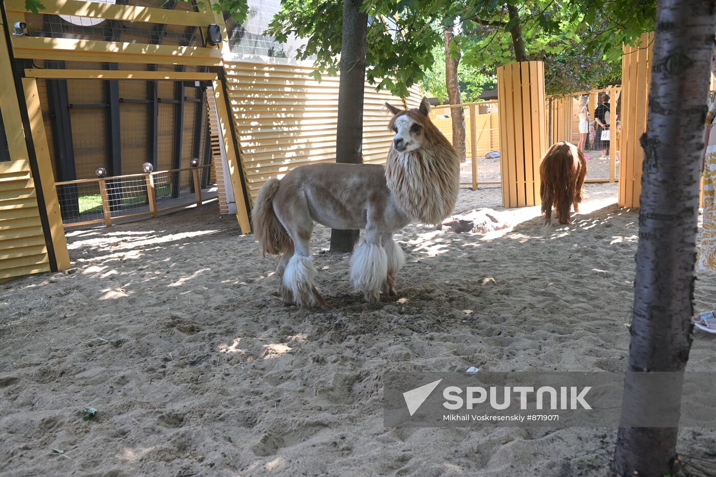 Russia Zoo Alpacas