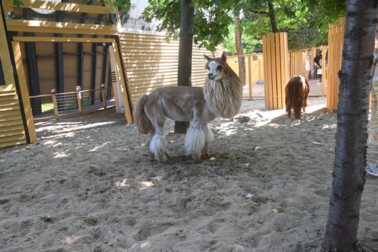 Russia Zoo Alpacas