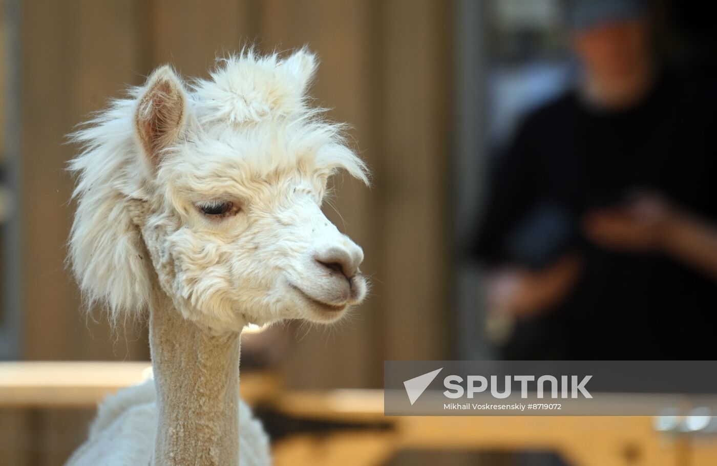 Russia Zoo Alpacas