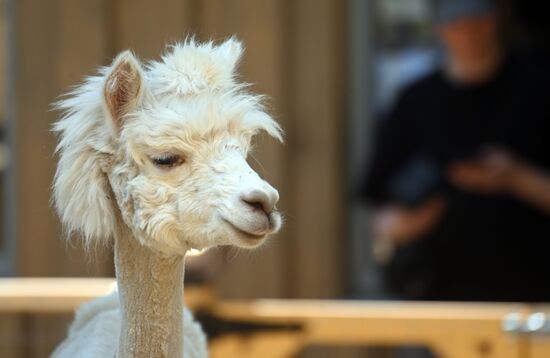 Russia Zoo Alpacas