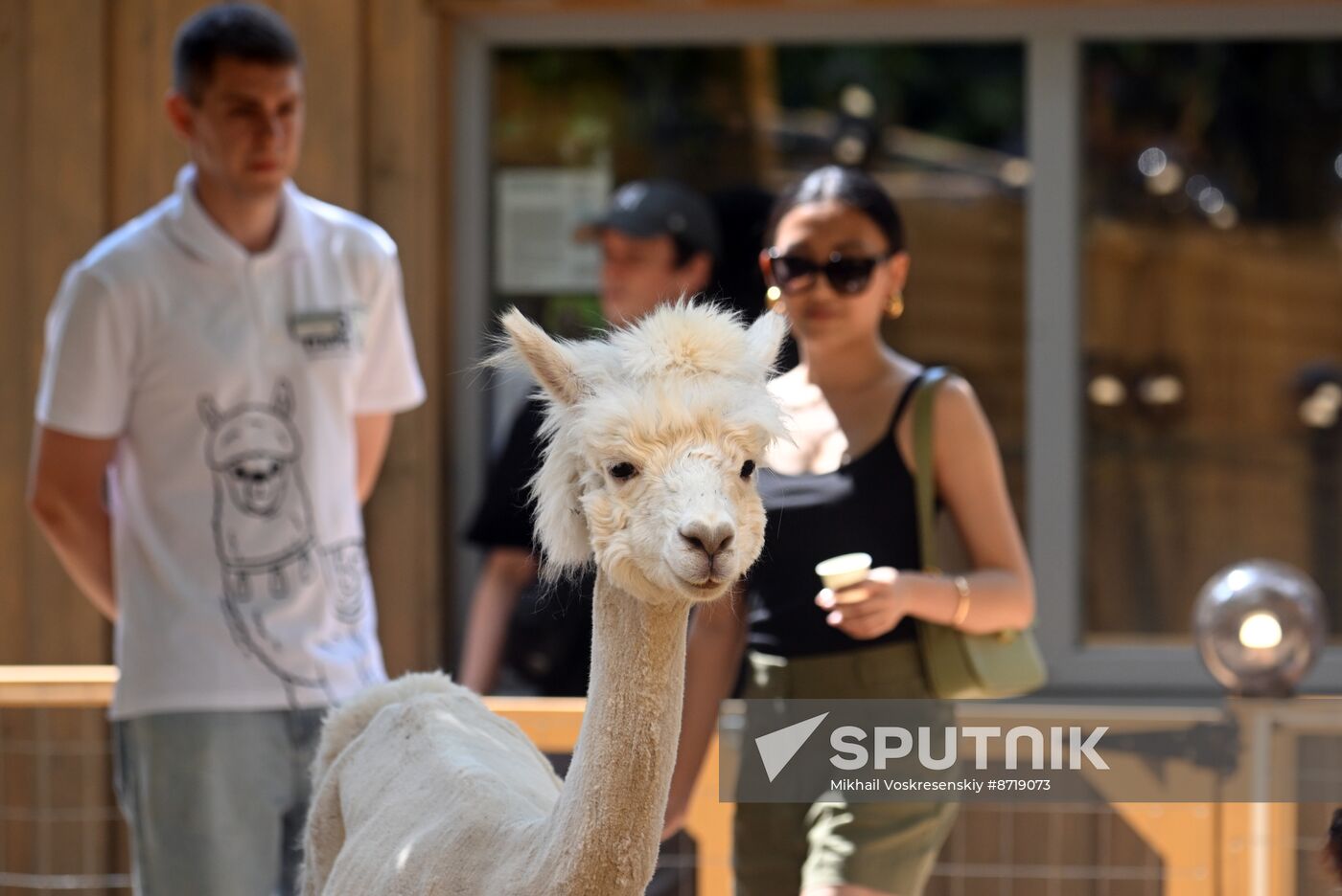 Russia Zoo Alpacas