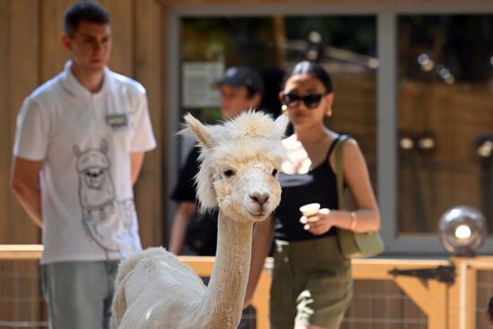 Russia Zoo Alpacas