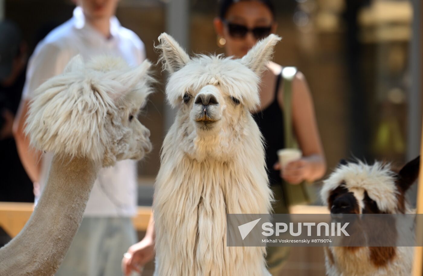 Russia Zoo Alpacas