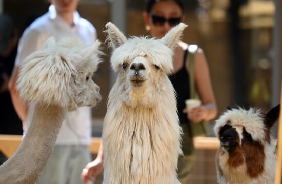 Russia Zoo Alpacas