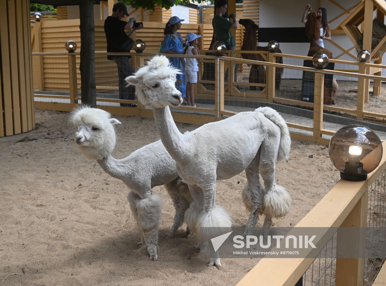 Russia Zoo Alpacas