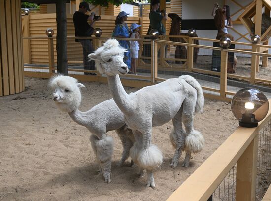 Russia Zoo Alpacas