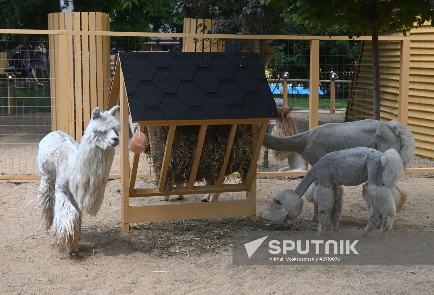 Russia Zoo Alpacas