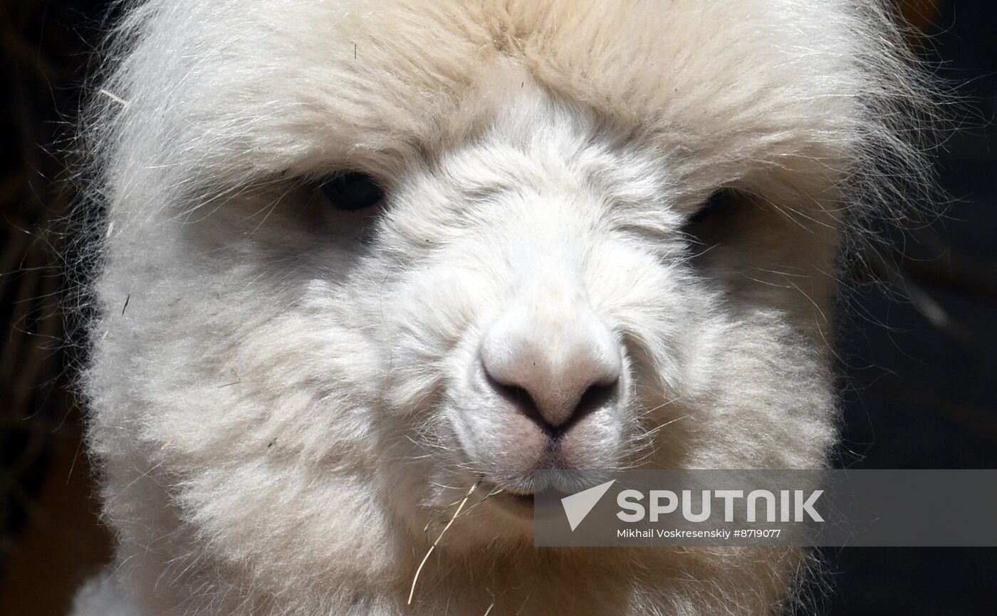 Russia Zoo Alpacas