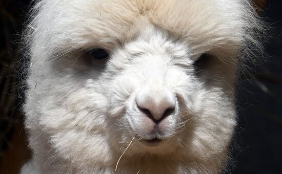 Russia Zoo Alpacas