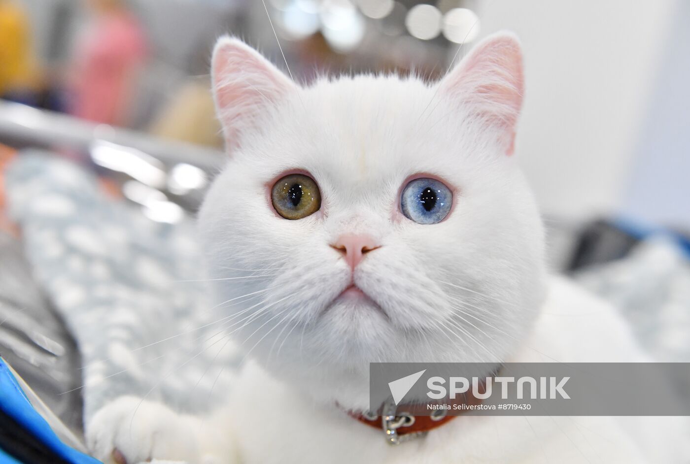 Russia Cat Show