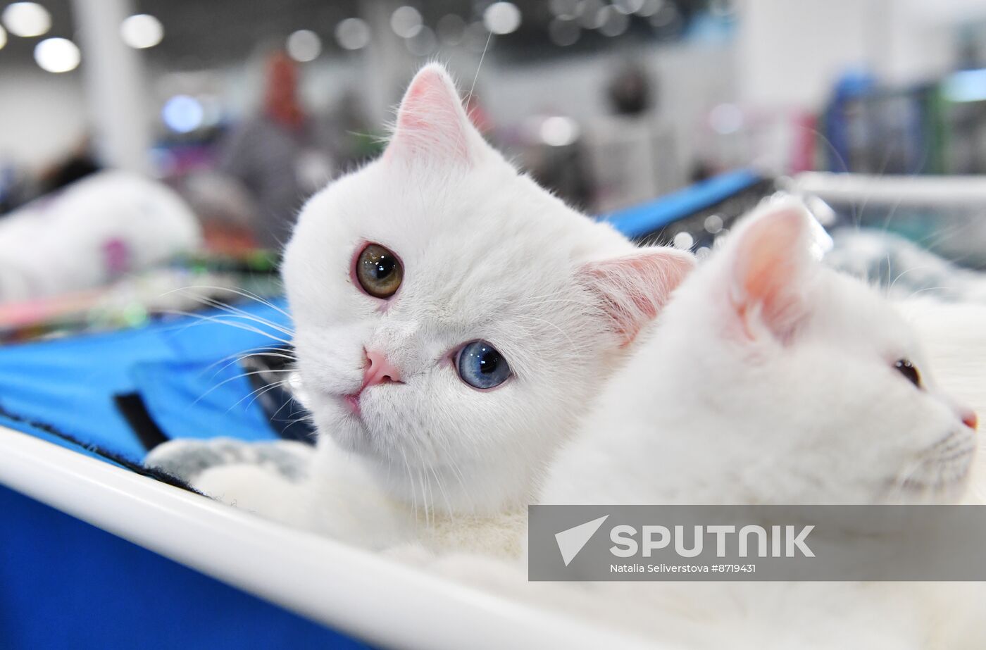 Russia Cat Show