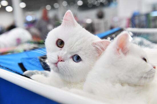 Russia Cat Show