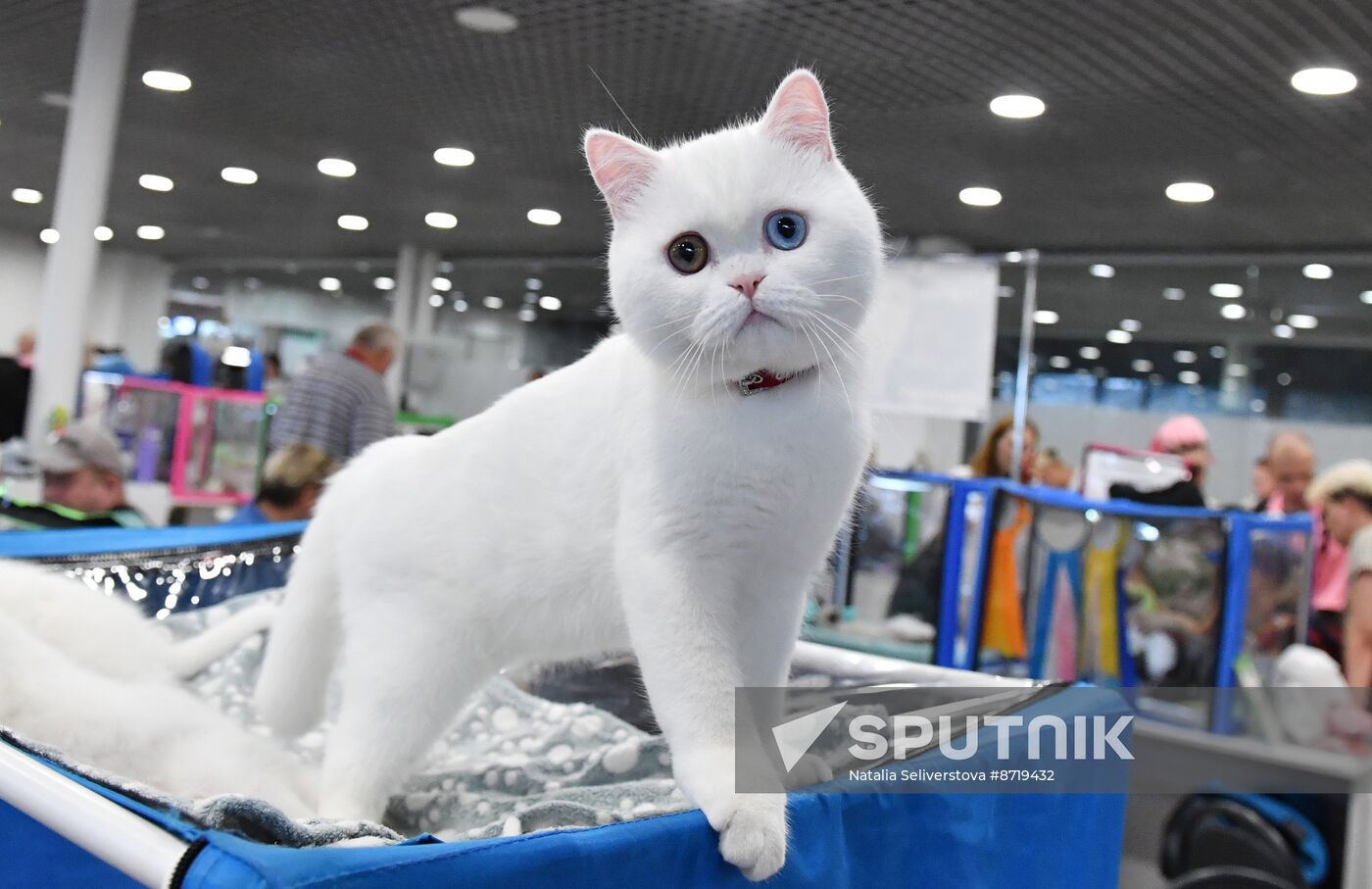 Russia Cat Show