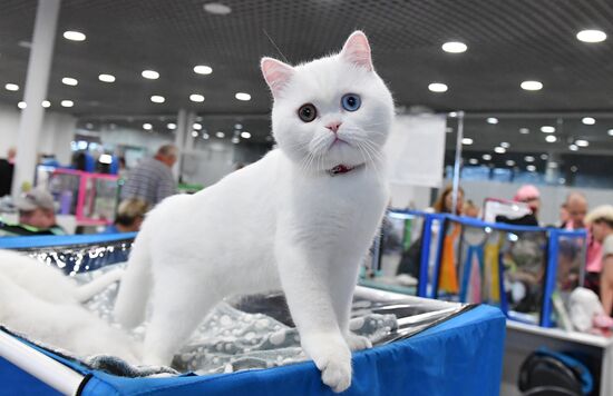 Russia Cat Show