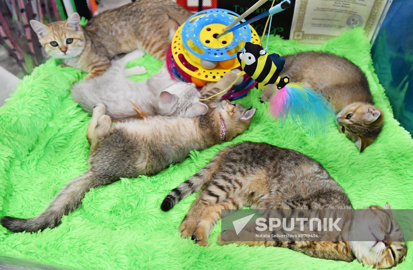 Russia Cat Show