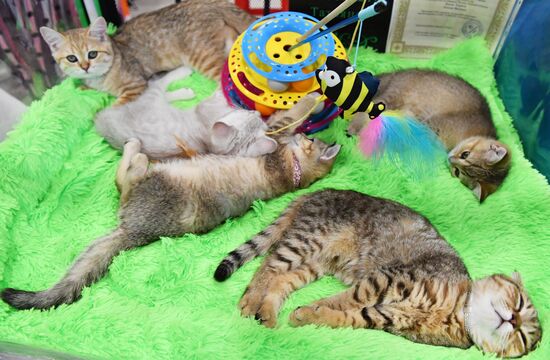 Russia Cat Show