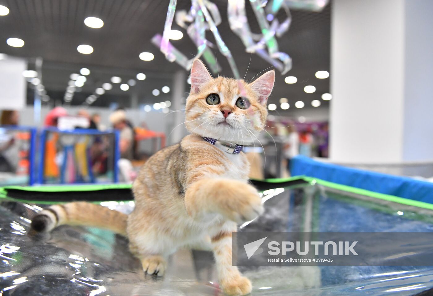 Russia Cat Show