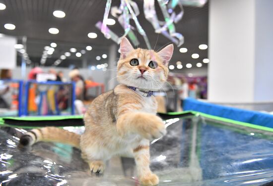 Russia Cat Show