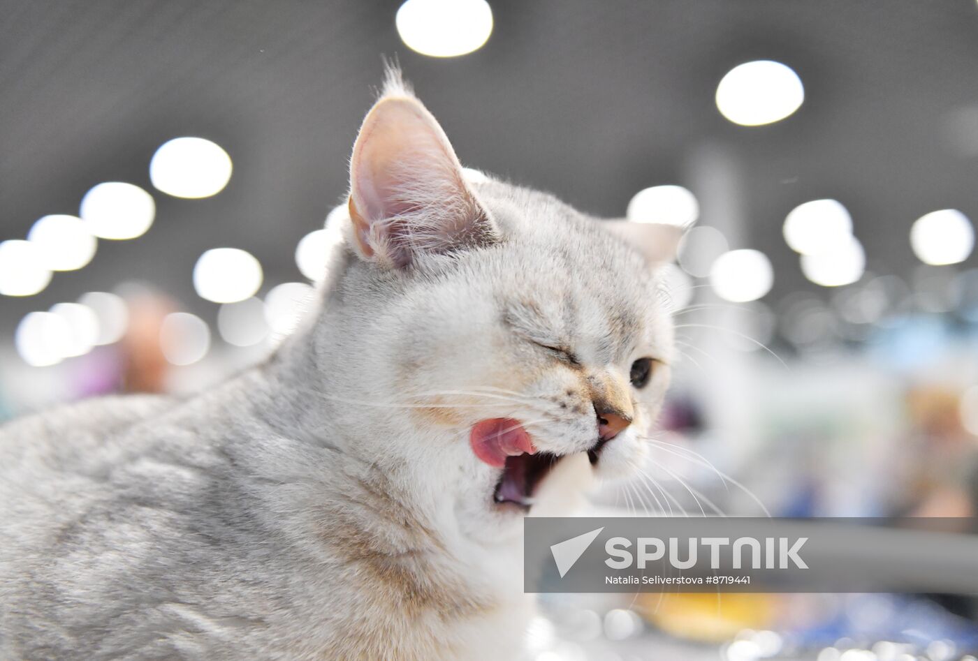 Russia Cat Show